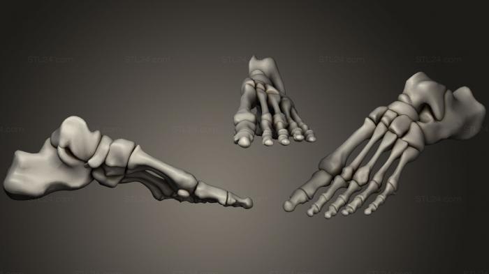 Анатомия скелеты и черепа (Кости стопы, ANTM_0548) 3D модель для ЧПУ станка